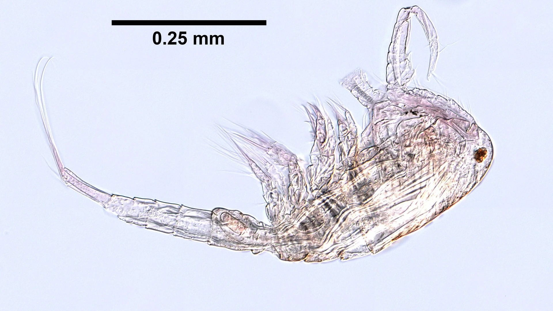Cyclops strenuus build Fandom