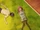 EP2 Miku and Fuutarou exhausted.png