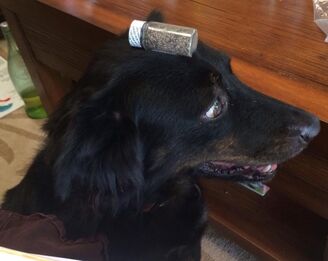 Dark Journey's Dog (with pills on head).jpg
