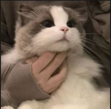 Found cute cat pfp on  : r/cats