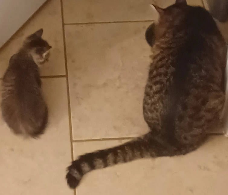 Guys my kitten died 😭 Fandom