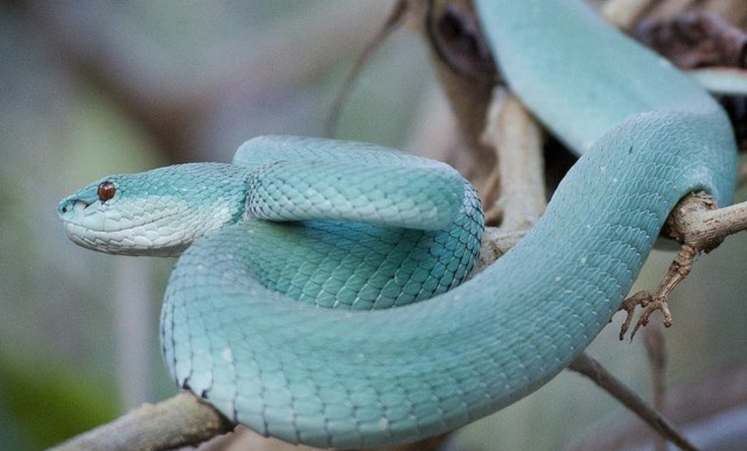 Как зовут змею. White-lipped Island Pit Viper. Голубая мамба змея. Куфия альбинос. Хвост голубой Куфии.