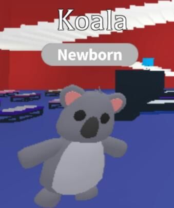 Looking For Koalas Teen Post Teen Full Grown That You Will Trade For A Newborn Koala Fandom - koala roblox adopt me