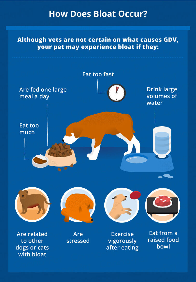 what causes dog gdv