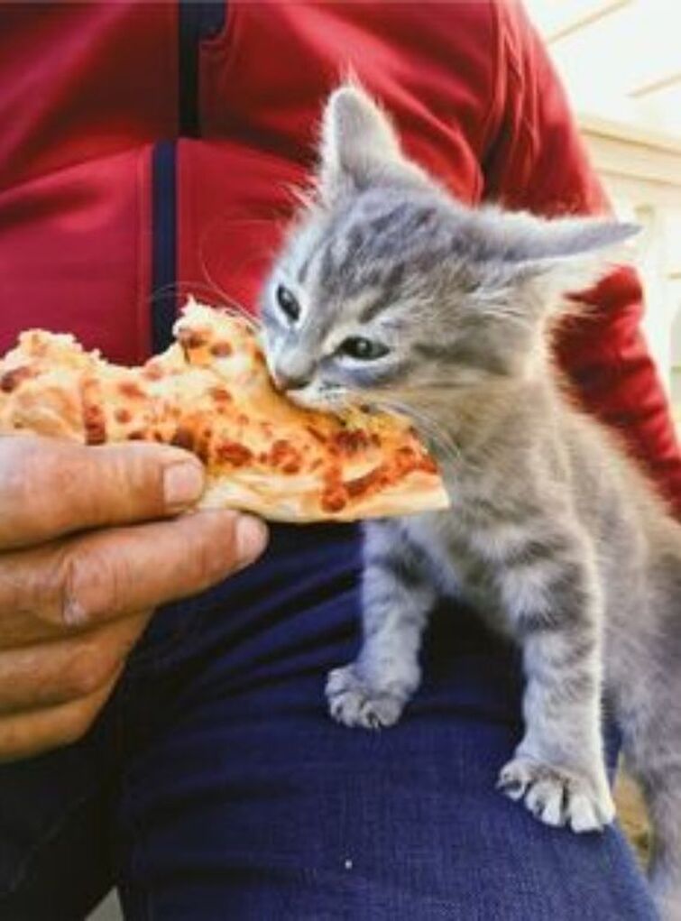 Here’s a pic of squirrels eating pizza Fandom