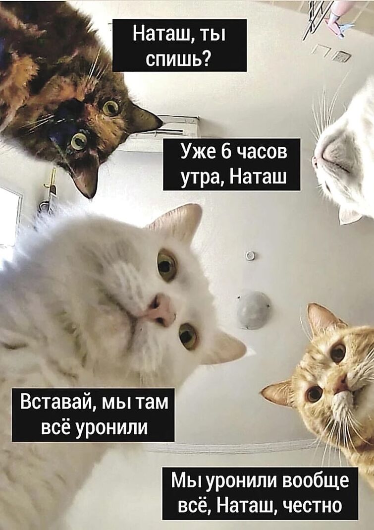 Отдыхай мем с котами Все мемы ФРИСКИС Рисовач .Ру