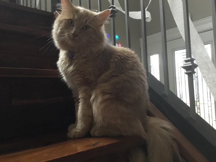 look-at-my-cat-fandom