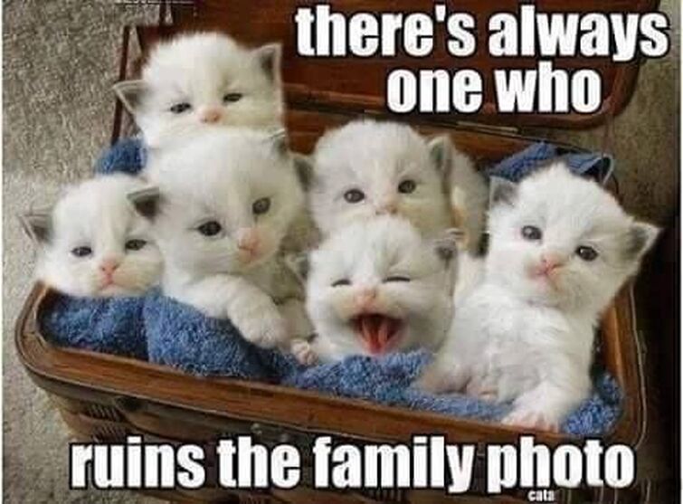 Lots of cute animal memes. | Fandom