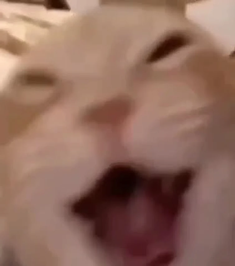 Cat Funny Matching Pfp For Friends Meme How To Create The Perfect