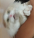 Gellacat's avatar