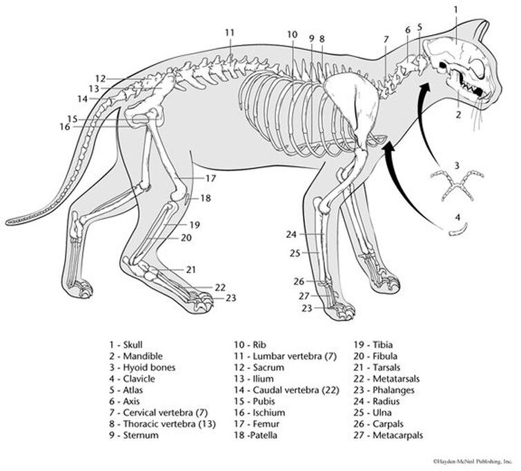 Скелет кошки схема
