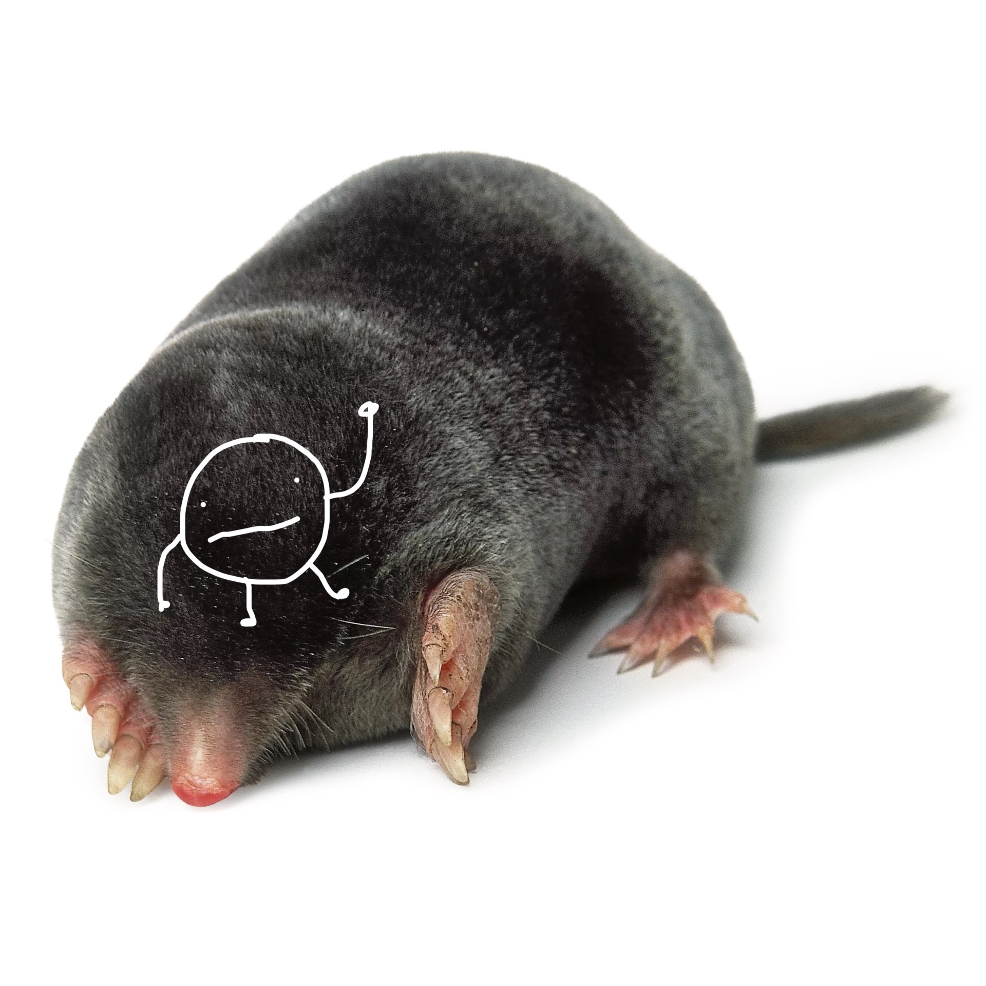 mole-with-a-circle-fandom