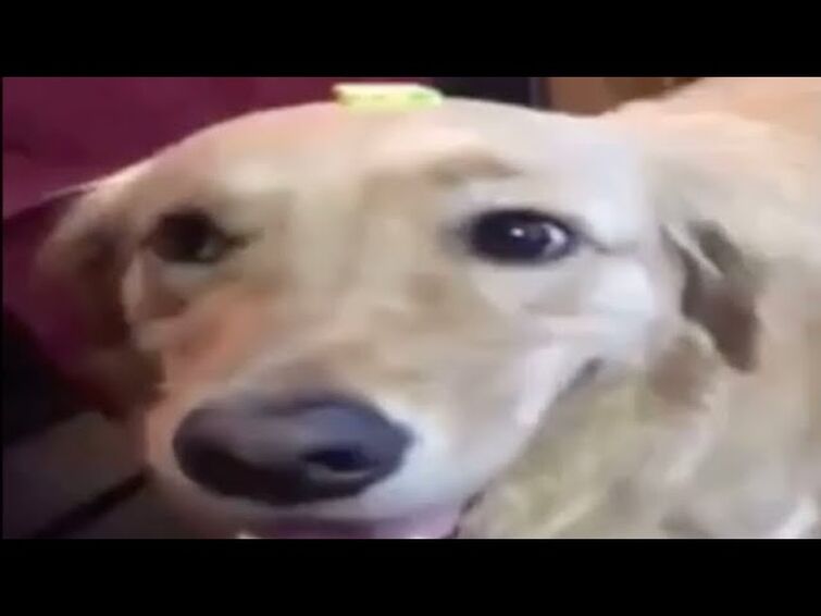 the dog with da butter Fandom