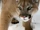 Cougarcat