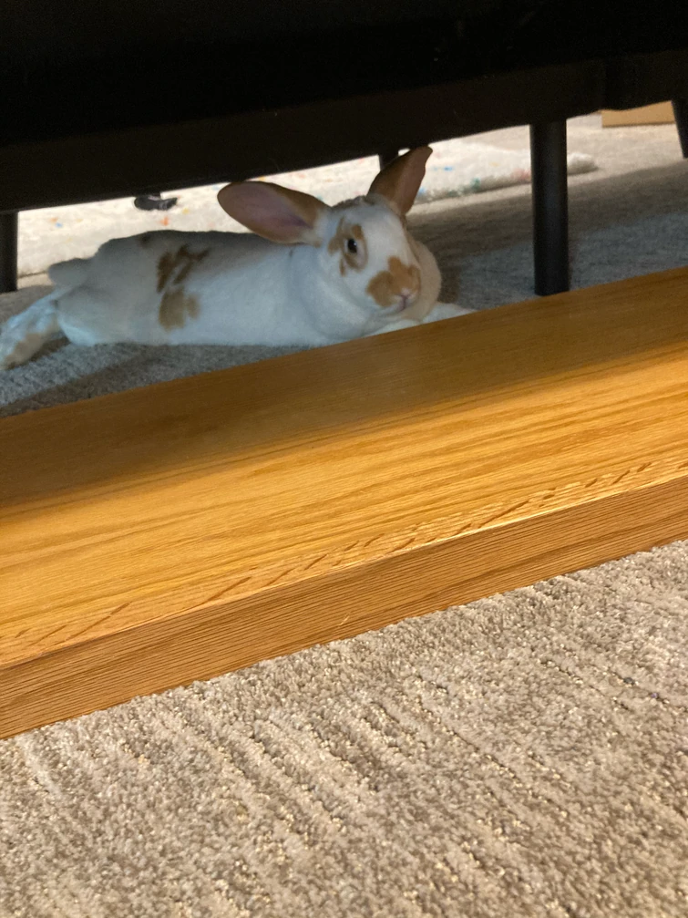 My rabbits cage Fandom