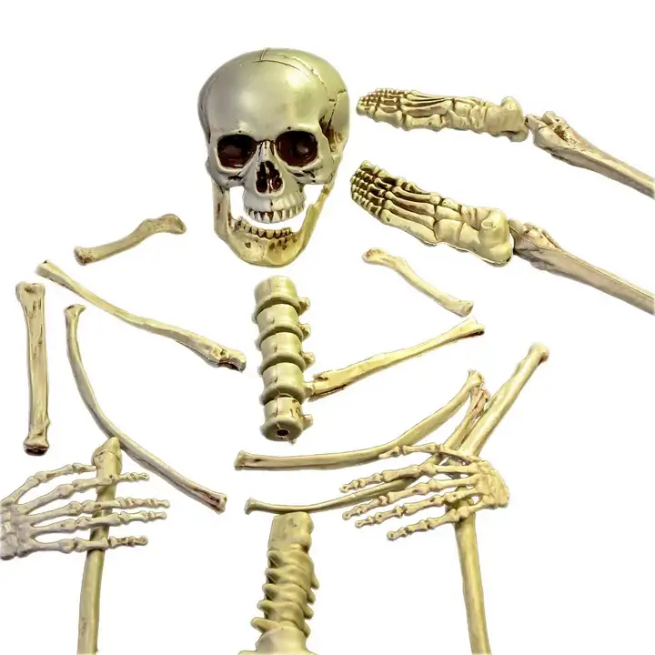 Мешок скелета. Скелет человека. Косточки скелета. Bones скелет.