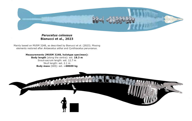Welcome Perucetus colossus. A giant, early whale that outsized ...
