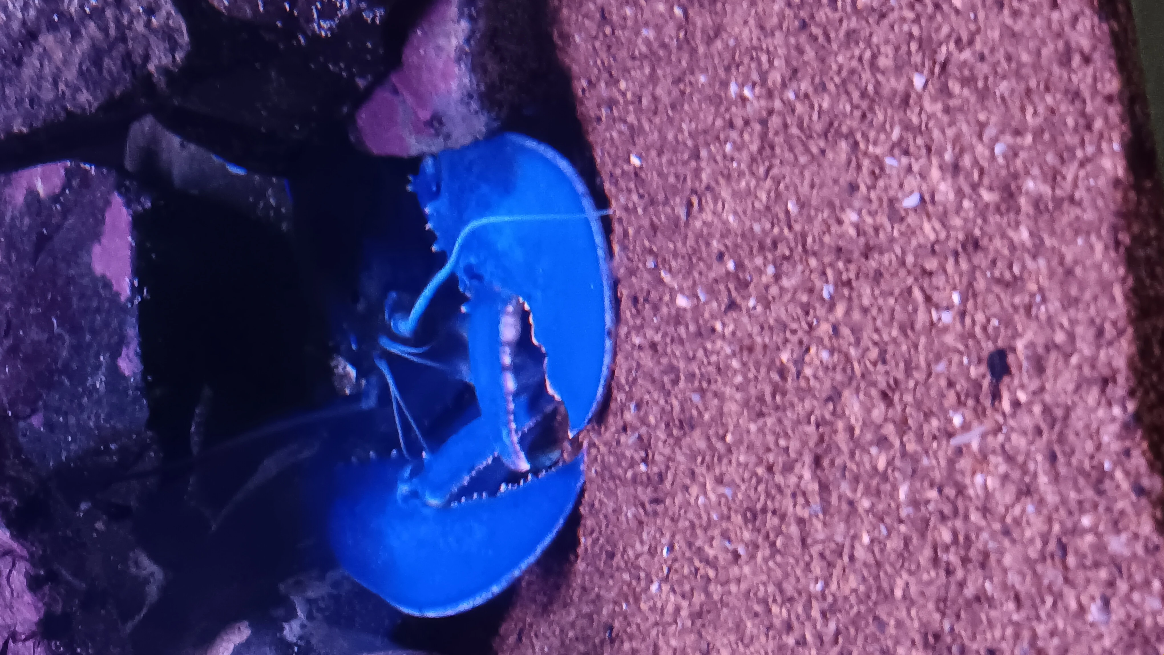 BLUE LOBSTER JUMPSCARE Fandom
