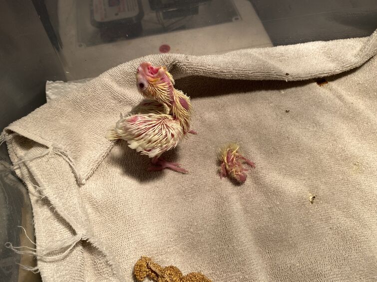 3 week old cockatiel 2025