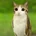 Meowl44