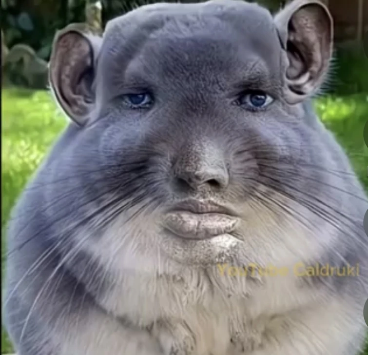 HELP I ACCIDENTALLY STARTED A TREND | Fandom