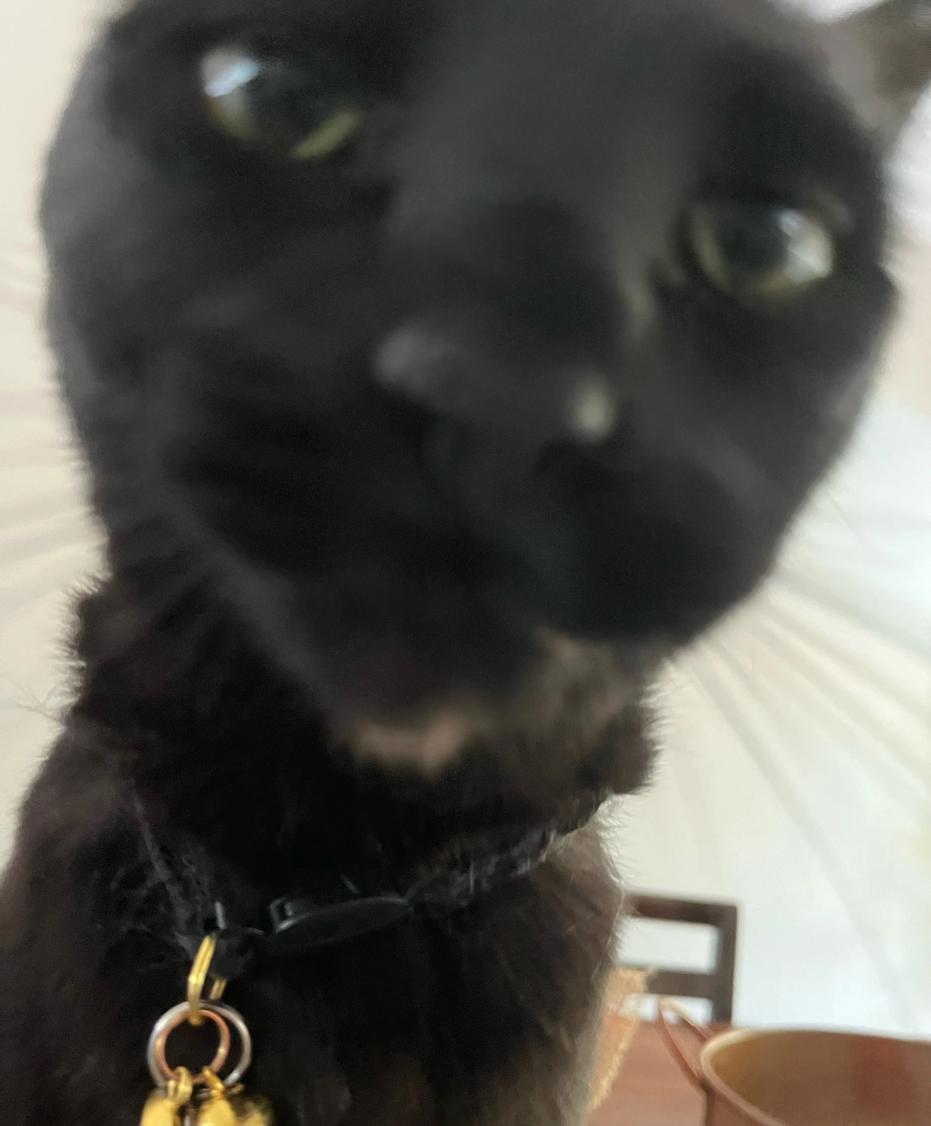 POV: Leo judges you | Fandom