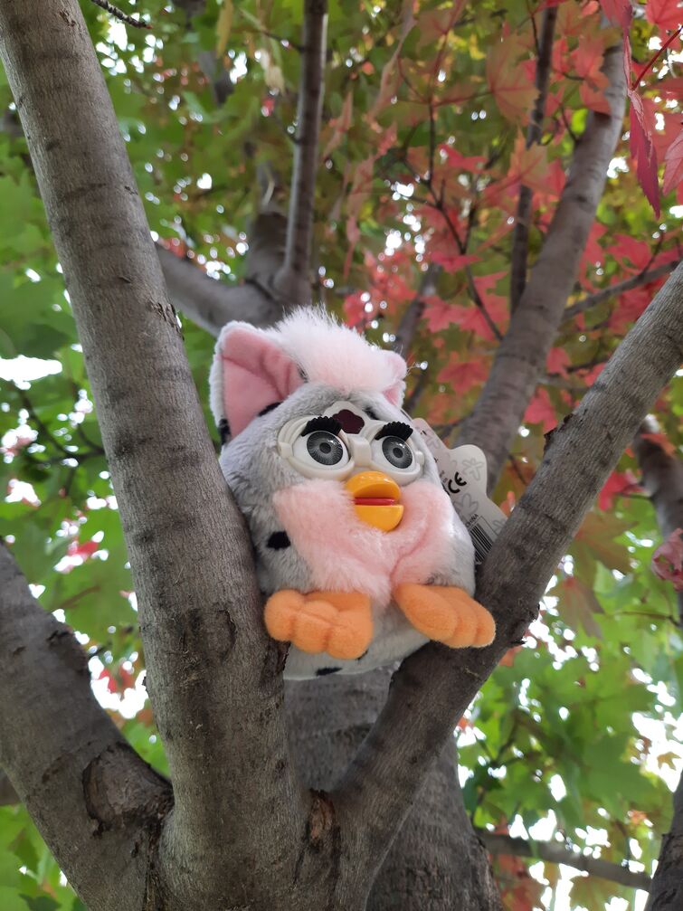 Discuss Everything About Official Furby Wiki Fandom