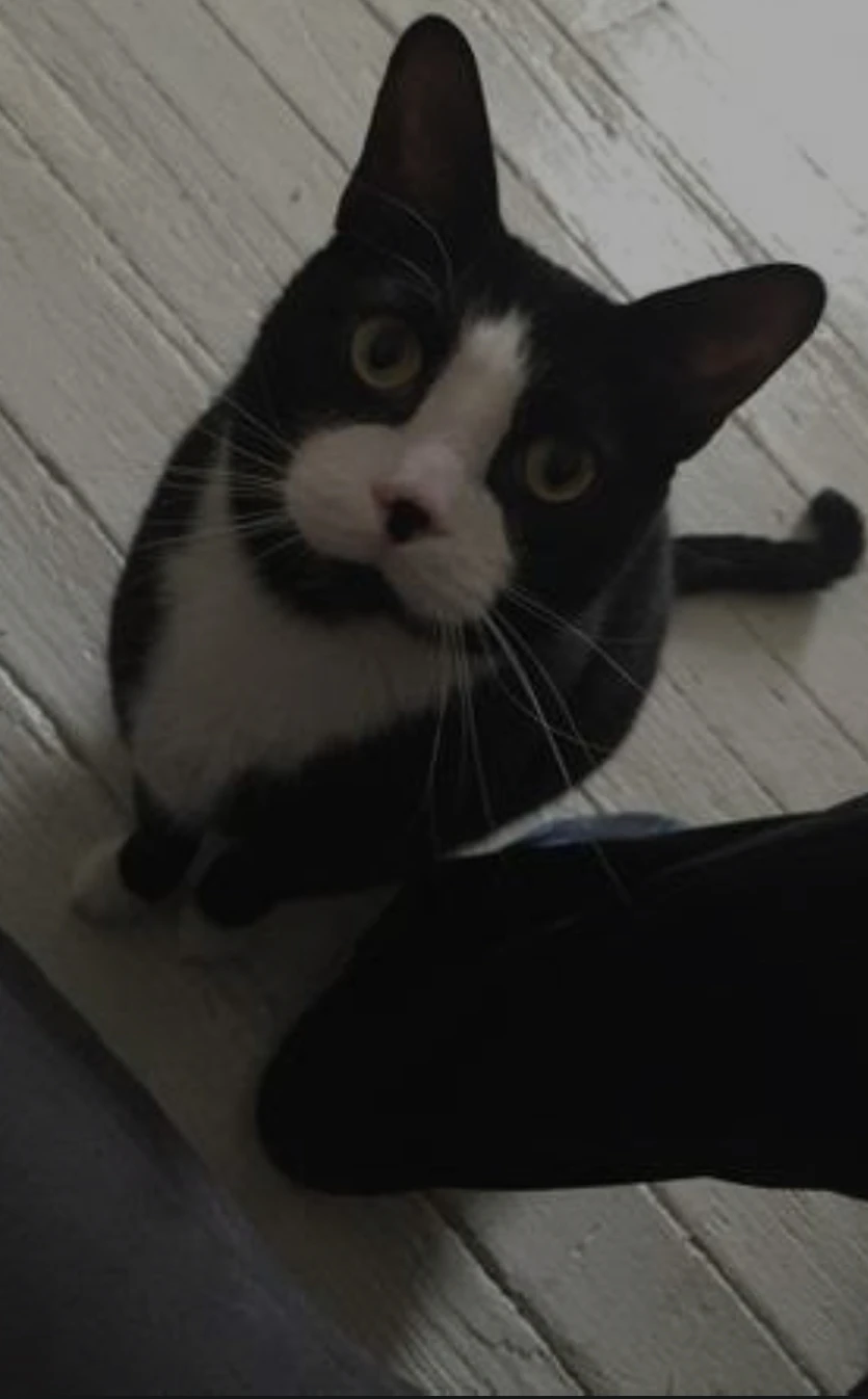 kokies not doing well today.. Fandom