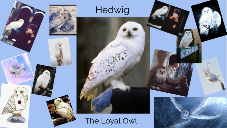 Fandom Image