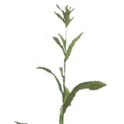 adzuki bean plant Hokkaido Adzuki Bean  Annapolis Seeds