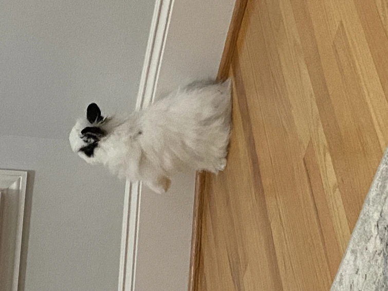 Rename my bunny Fandom