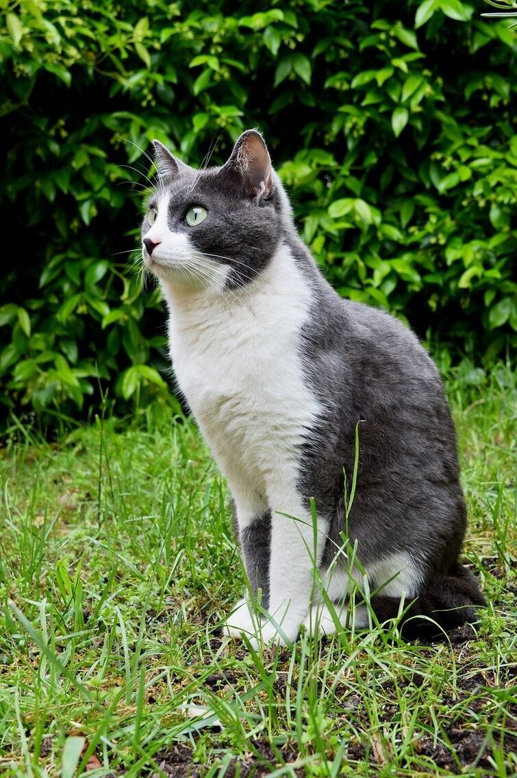 Серая кошка с черными пятнами. Серо белый кот. Бело серый кот. Серо белая кошка. Бело серая кошка.