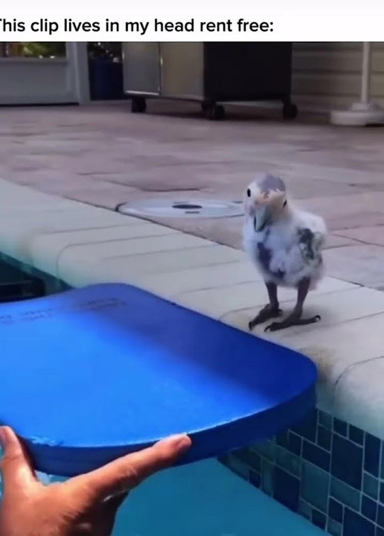 *SHOVES MEMES INTO YOU* | Fandom