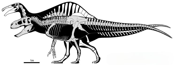 Deinocheirus and Tarbosaurus size comparison. | Fandom
