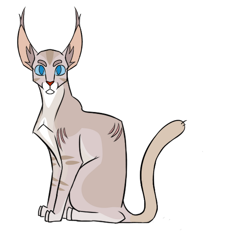 Character design of a warrior cat