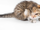 KittyNoodles