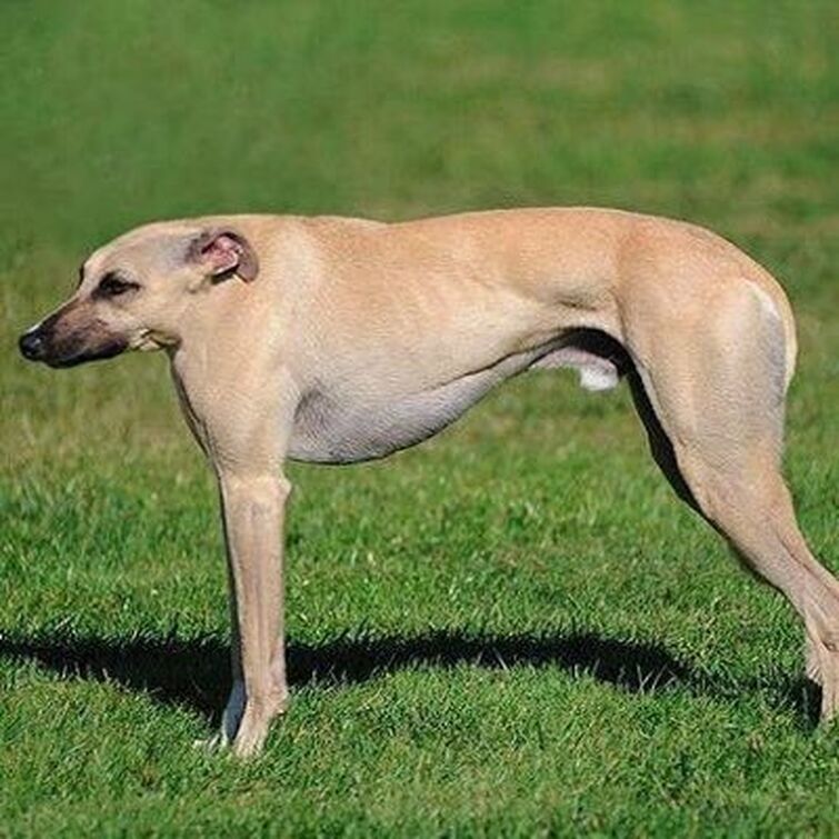 Dog With No Neck atelieryuwa.ciao.jp