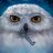 Tweety511's avatar