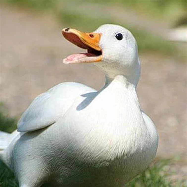 Daily Duck Image 1 Fandom