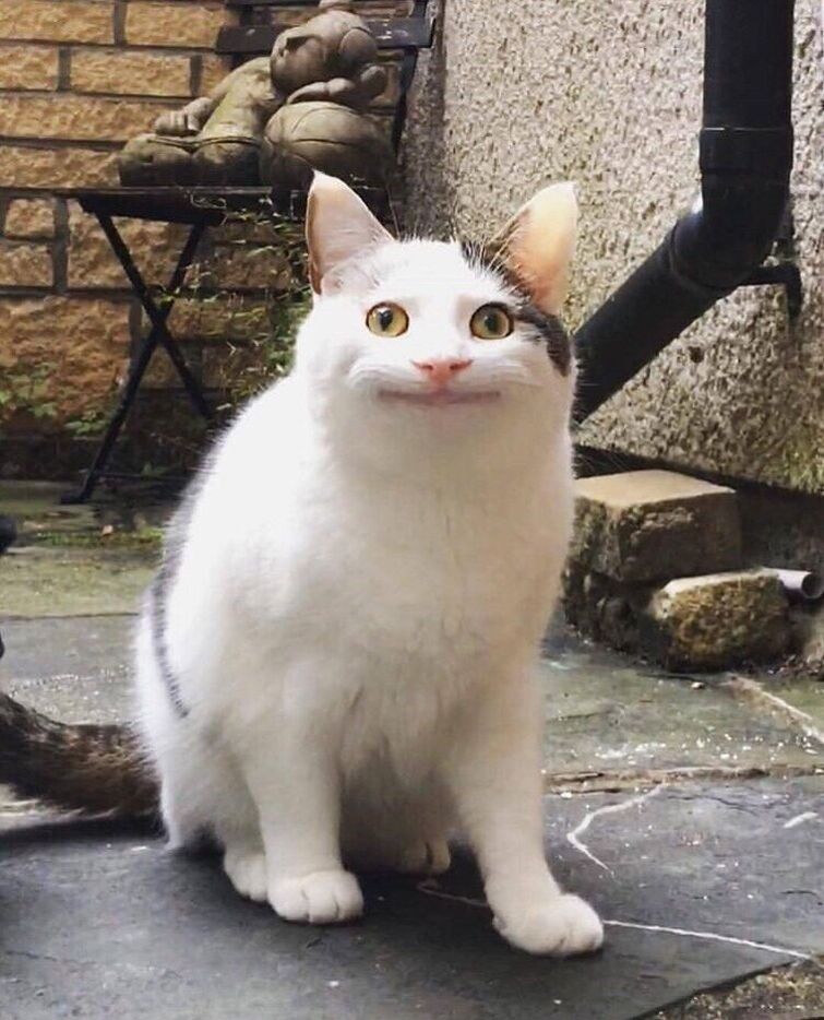 Кот смешно улыбается мем