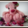 Tedz.nl