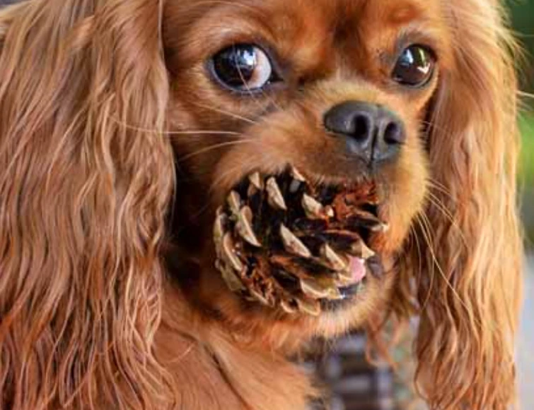 I dont know so heres a image of a dog eating a pine cone Fandom