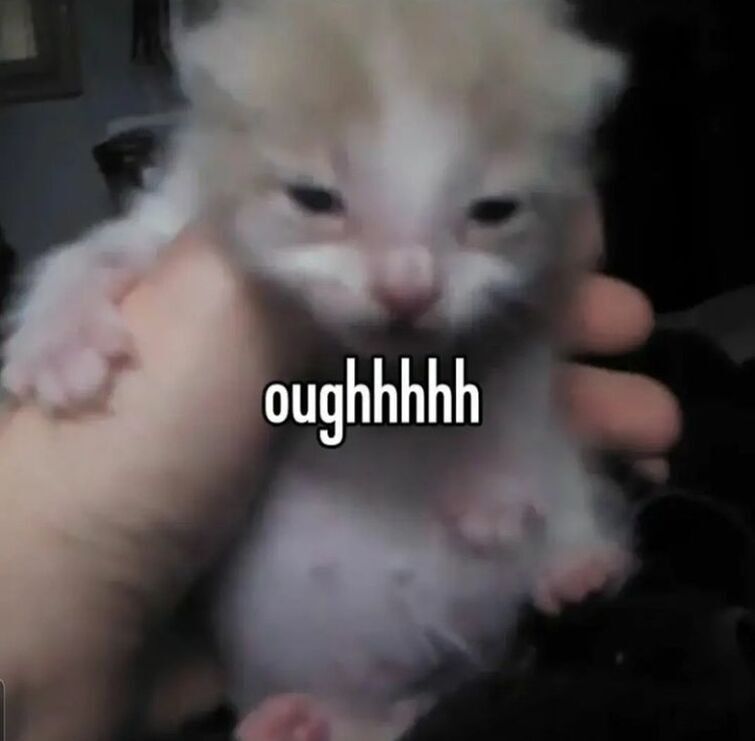 Какая мерзость я протрезвел мем с котом Posting my funny cat meme/picture collection because yes Fandom