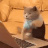 Loveable Cats's avatar