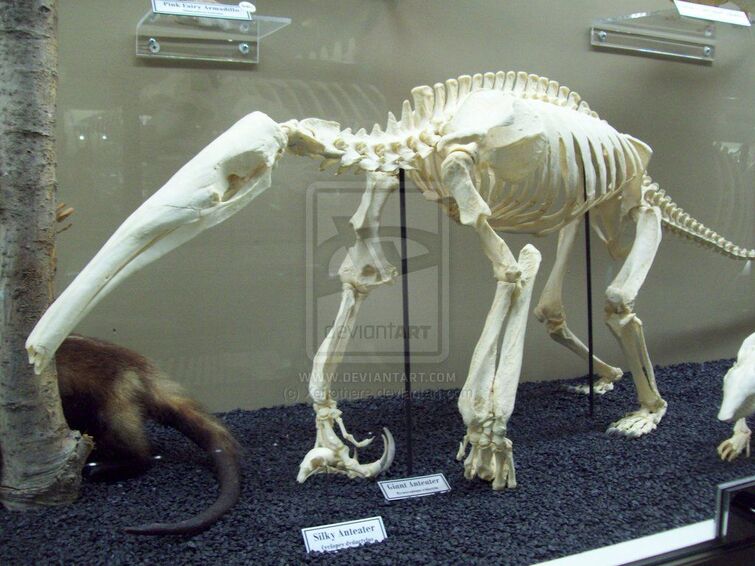 giant anteater skeleton