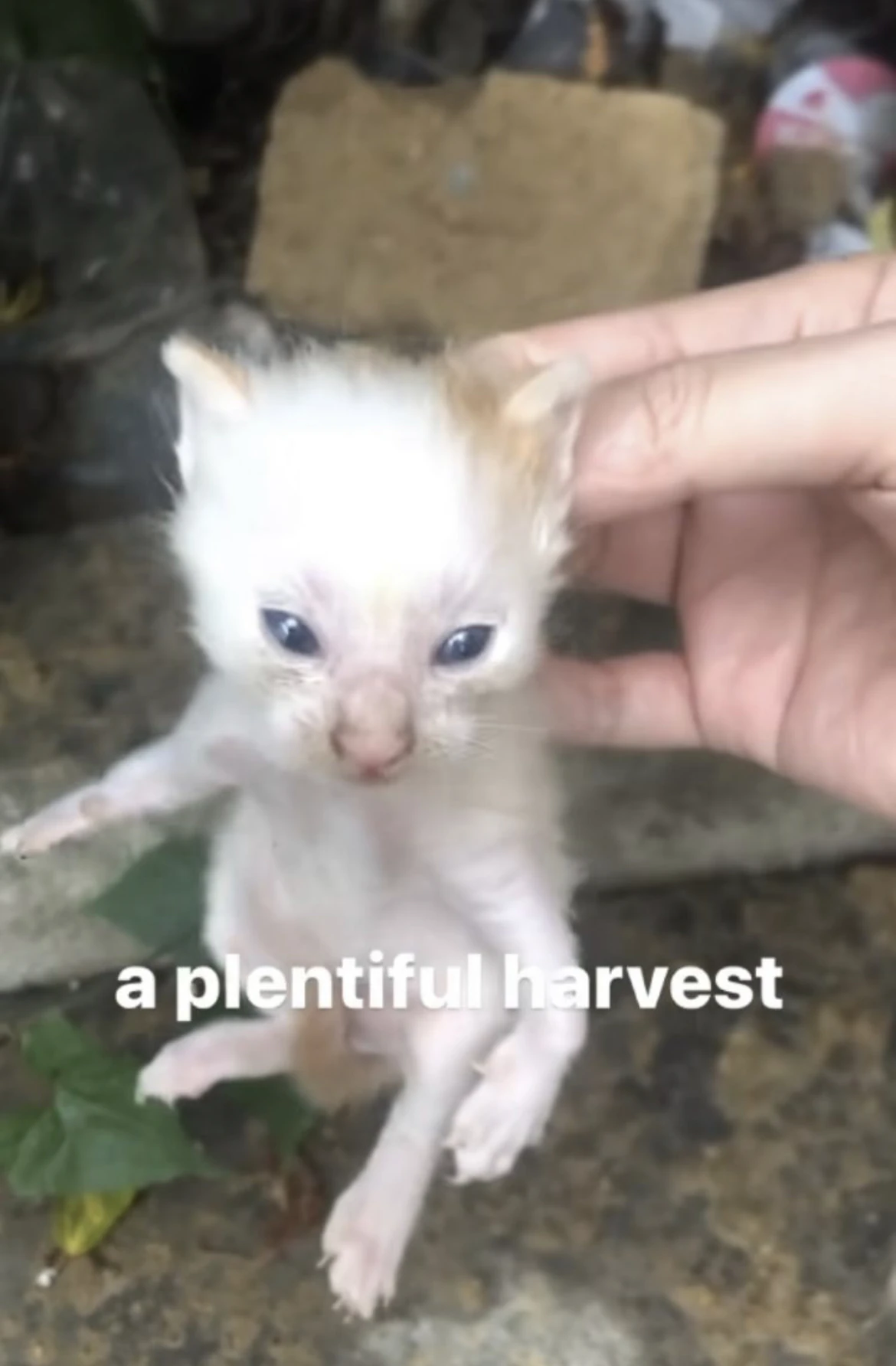 Stream Episode Polygon Donut The Full Cat Meme Timeli vrogue.co