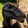 Indominousrexes