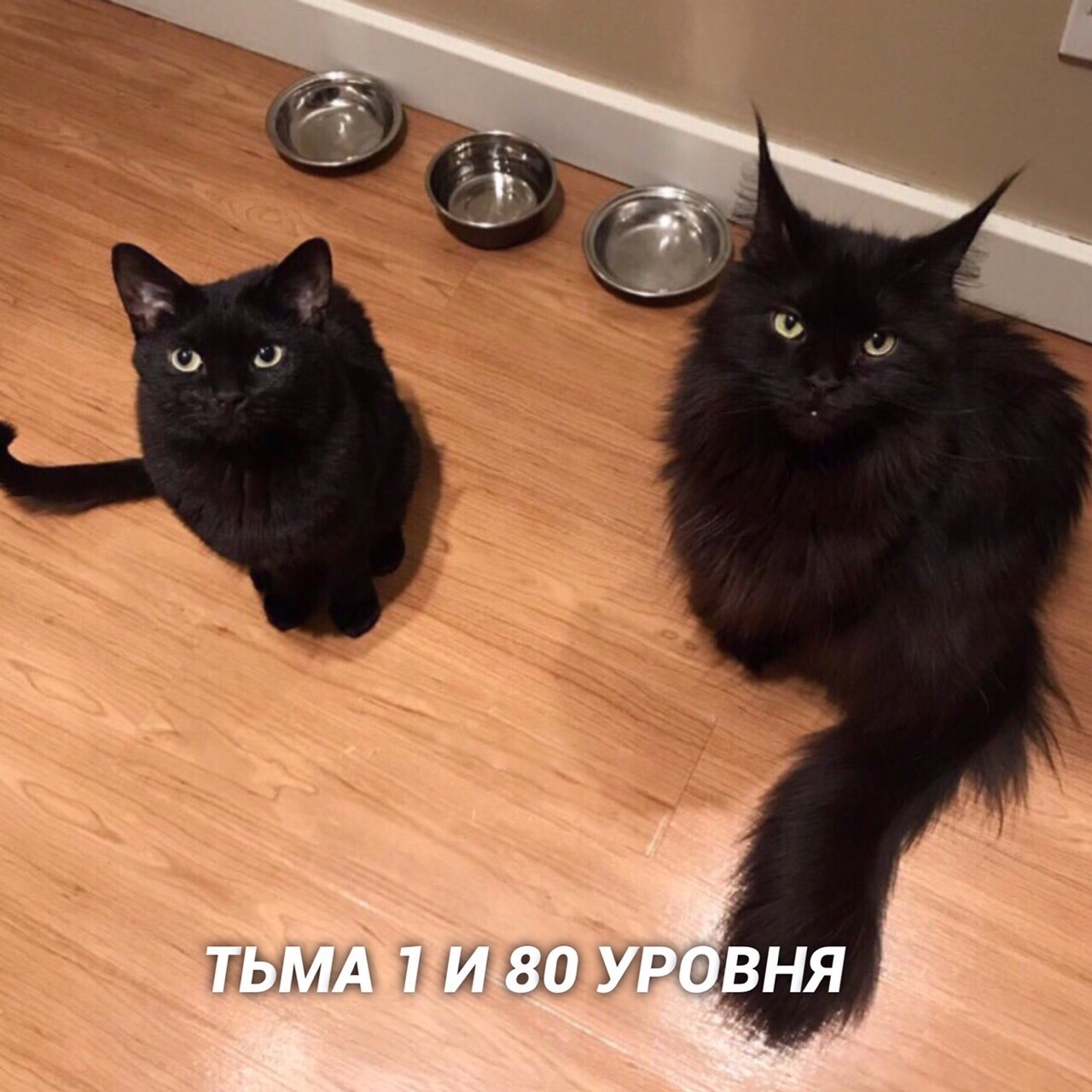 Мейкун и обычный кот