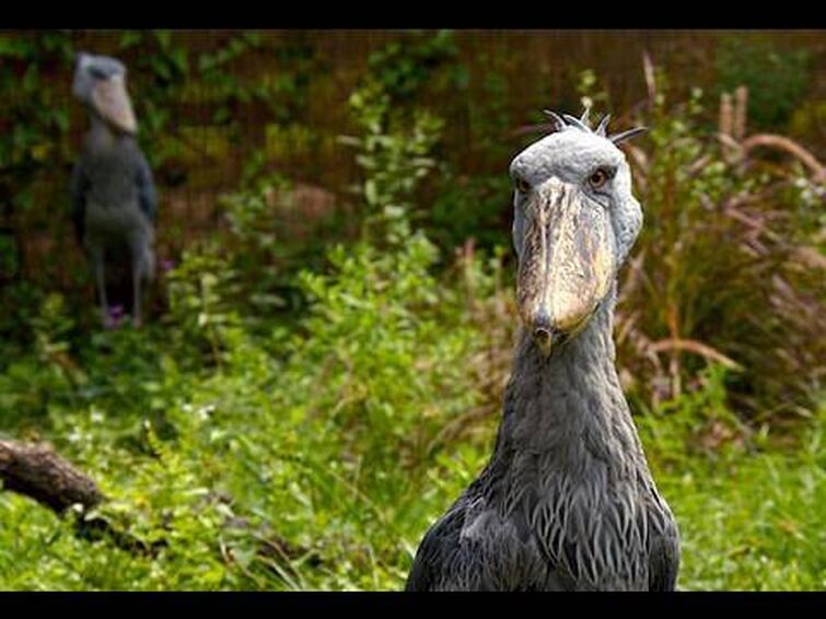 Introducing the Shoebill Storks!