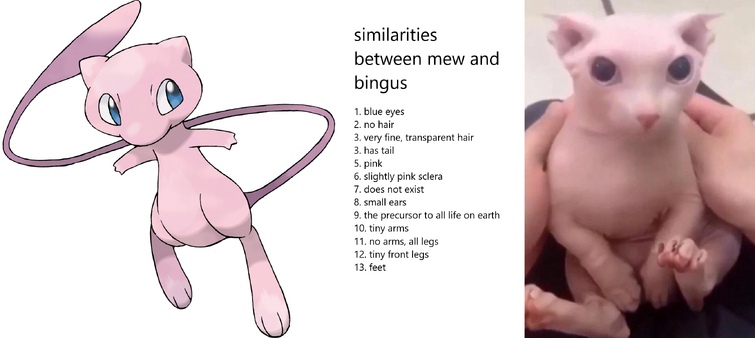 mew is bingus | Fandom